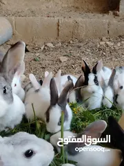  4 ارانب بلدي.. فرنسي..الذبح...جميع الوان والعمار وانثى وذكور...