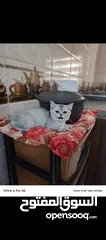  1 قطط سكوتش سلفر شيدد وسكني