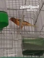  4 جوز كنار ه