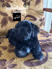  6 جراء فرينش تيرير للبيع