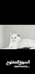  3 Male White Cat for Mating قط ذكر للتزاوج