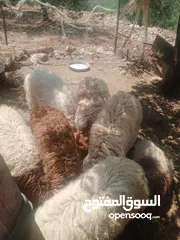  8 موجود خواريف اعمار 7.5 شهور ونص وزن قائم تقريبا 45 كيلو قطعه بصلاة على النبي