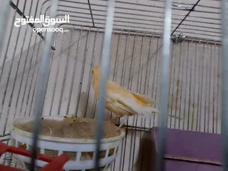  8 مجموعة طيور جواز كلها شغاله أن شاء الله