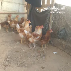  5 ديوك لوهمن