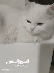  3 قط ذكر لونه ابيض نوعه شانشيلا بيجنن هادئ وحنون للتبني اسمه سكاي بيعرف اسمه عمره 11 شهر