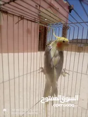  1 كوكتيل للبدل اقرا الوصف