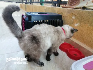  19 بسينة هملايا عمرا سنة