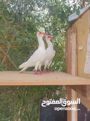  1 سواعي بيض  