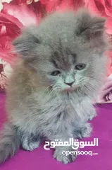  1 قطط شيرازي العمر شهر ونص