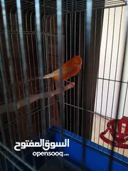  2 فحل احمر باخر بغياره السعر 25 دينار مع قفص ثلاث معالف موجود في اربد