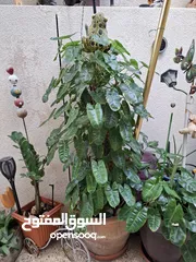  1 نباتات ظليه متازه