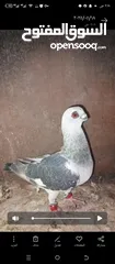  1 بسم الله الرحمن الرحيم   متاح بالصلاة على النبي   مسود قراقطه شامي   مطوق احمر   مطوق اسود   عنابي ا