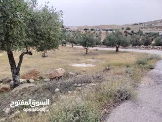  10 فرصه للشراء ارض مشجره جاهزه داخل التنظيم ومخدومه شارع معبد خدمات كامله ومطله