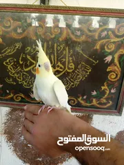  9 طيور للبيع