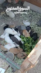  2 كوم ارانب للبيع شغالات%100 صحه ونظافه ما شاء الله