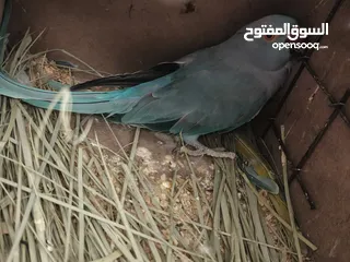  1 ببغاء كويكر. و دره. و فراخ دره و كويكر  تابع وصف طيور بسعر حرق