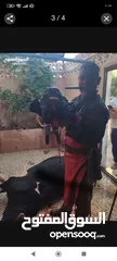  2 الحاج محمد ابو العز لذبح الاضاحي والعقائق والنذور خراف وعجول بكافه انواعها