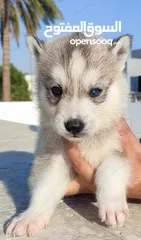  7 husky puppies available