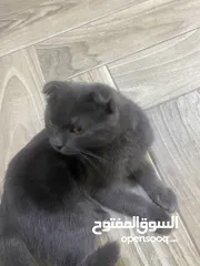  4 ذكر سكوتش فولد