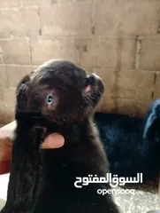  18 ماعز شامي للبيع ثلاث عنزات وتيس كولهن ريشة الحبه ماشاءالله تبارك الرحمن وصخلتين وجداي اثنين