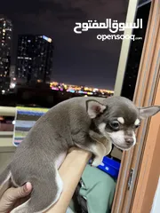  13 Chihuahua puppies