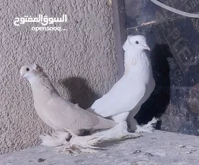  1 طيور صفر للبيع