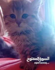 1 سكوتش فولد مكس...