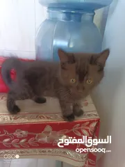  2 قط للبيع / cat for sale