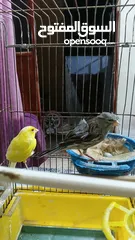  5 جوز الفحل سكني والطيره لمونيه