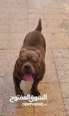  9 AMERICAN BULLY MALE