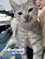  4 توبي كات (بندق) قط جميل جدا وأليف the best cat i have ever seen and i loke it