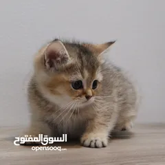  2 Kittens British Short Hair - كتنز برتش شورت هير