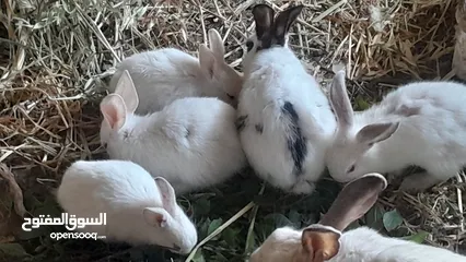  4 ارانب فرنسيه اعمار مختلفه عمرشهر 3دنانير