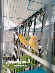  2 كنار جواز شغلات ماشأ الله