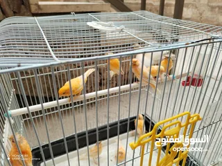  4 طيور كنار للبيع