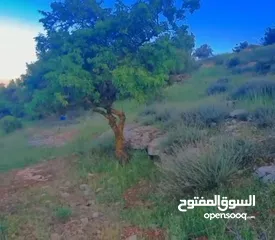  5 قطعه ارض للبيع من المالك مباشره ذات اطلاله بانوراما خلابه مفروزه