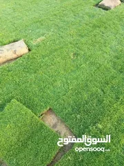  9 نجيل طبيعي بسبيلم بيور