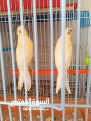  1 عصافير كنار
