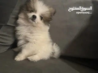  8 ميني بومرينيان ذكر