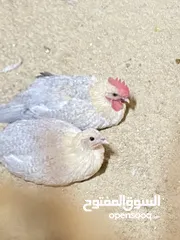  2 دجاج قولد  عمرهم 3 شهور