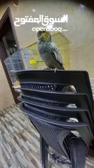  5 ببغاء كوكتيل اليف وعمرو صغير