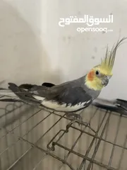  2 ‏ببغاء كوكتيل