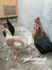  1 دجاج عرب البيع