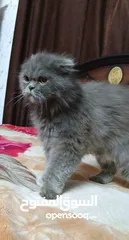  17 قطه سكوتش فولد لون سكني للبيع بسعر مغري جدا للتواصل  القطه اكتير الاليفه وهاديه