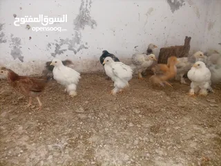  3 صيصان براهمي. بف