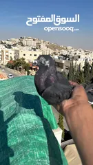  6 حمام للبيع السبب ال اعتزال سعر حرق