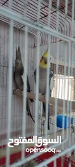  4 غرفة عصافير