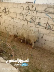  4 لحم ومقنوي سن جمع مطلوب فيه 160