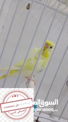  6 سعر حرققققق