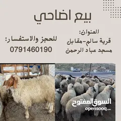  1 اضاحي العيد